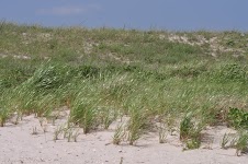 DSC_0621.JPG