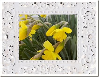 framed dafodills framed dafodills