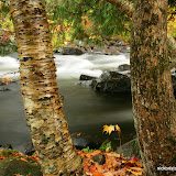 Middle Branch of the Ontonagon River / Image made in the rain at Bond Falls / Upper Michigan