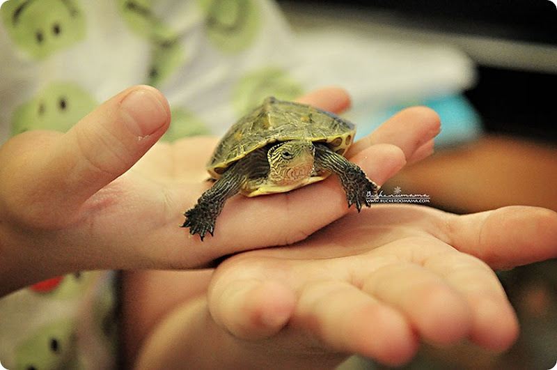 Turtle-(Speedy)-1 Turtle-(Speedy)-1