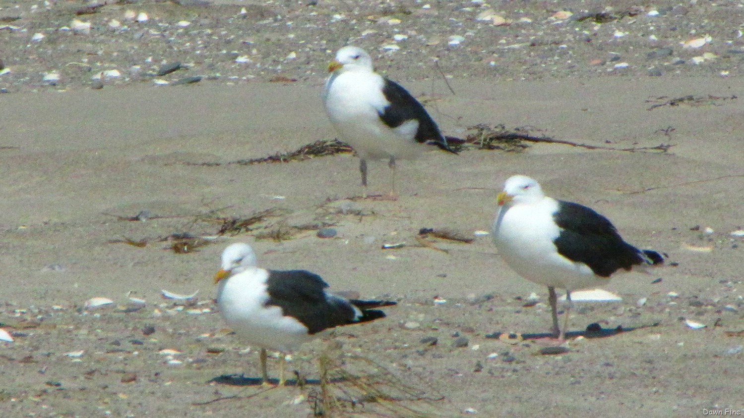 [Birding%2520south%2520beach_069%255B5%255D.jpg]