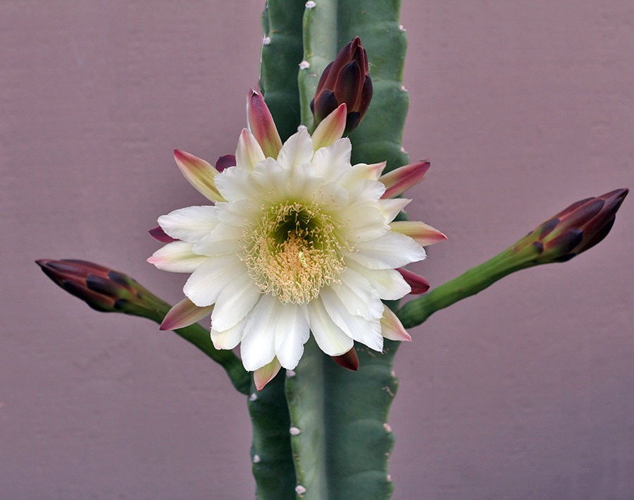 [110815_Cereus-hildmannianus-824pm%255B3%255D.jpg]