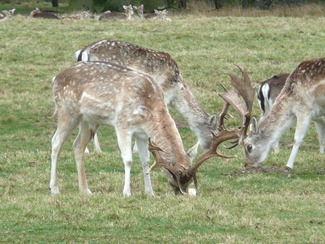 Attingham park