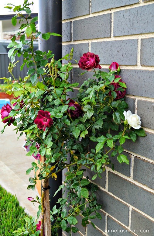 White and Burgundy IceBerg Roses