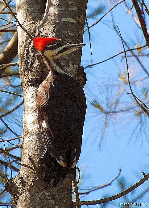 3. pileated woodpecker-kab 3. pileated woodpecker-kab
