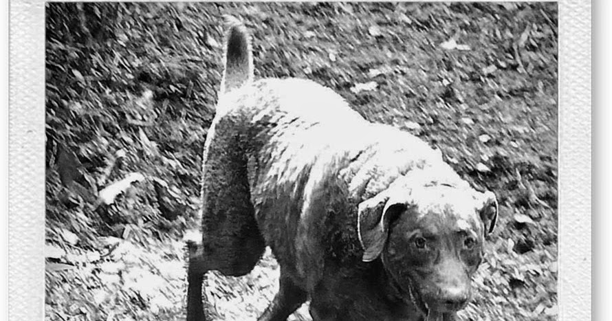 Black Hawk Dog Food Wales Black Hawk Dog Food Wales