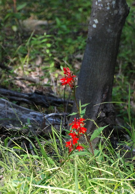 9. woodland flower-kab