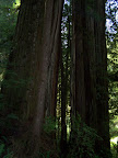 california_sequoia