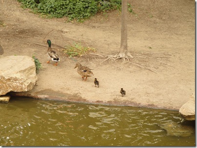 8.  Baby ducks