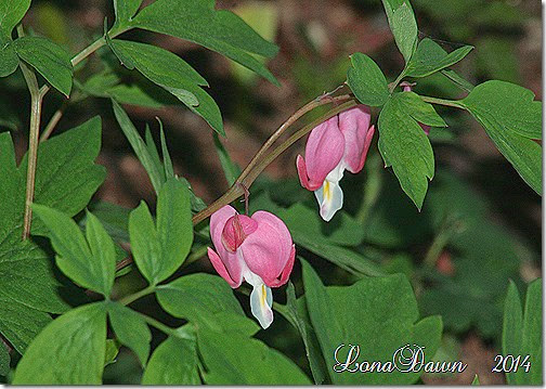 Dicentra Bleeding Hearts