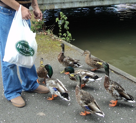 [Feeding%2520the%2520ducks%255B7%255D.jpg]