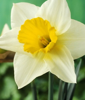 [White-and-Yellow-Daffodil%255B5%255D.jpg]