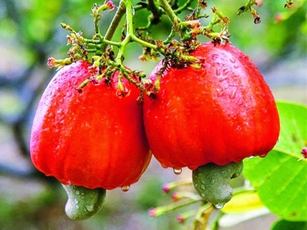 [Cashew%2520Red%25201%255B1%255D.jpg]