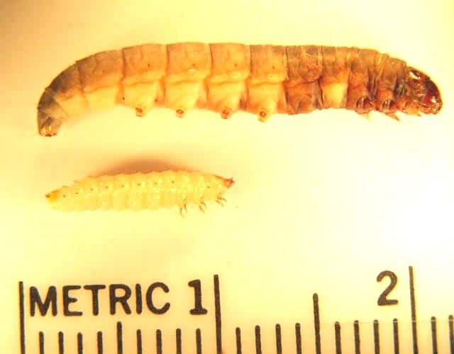 [compare-larvae5.jpg]