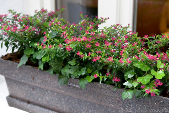 gmunden_blumen