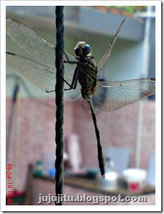 capung badak_Orthetrum sabina 4