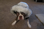 Paulette L. shares this photo of Marley, the 