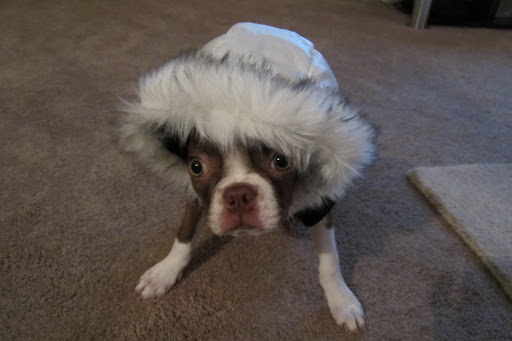 Paulette L. shares this photo of Marley, the 