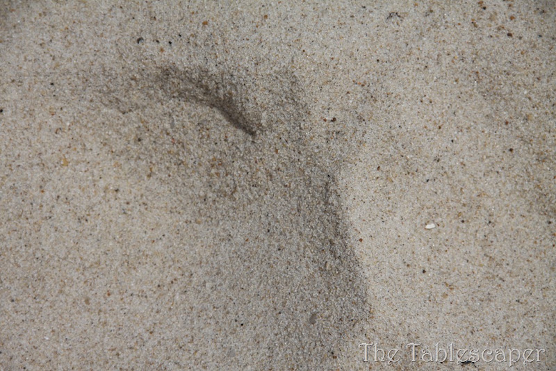 whale 072