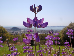 and grasslands with wildflowers and spectacular views.