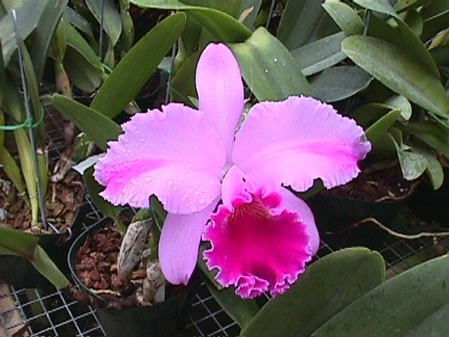 [orchidea%255B5%255D.jpg]