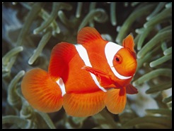 white-and-orange-fish-wallpapers_11723_1600x1200