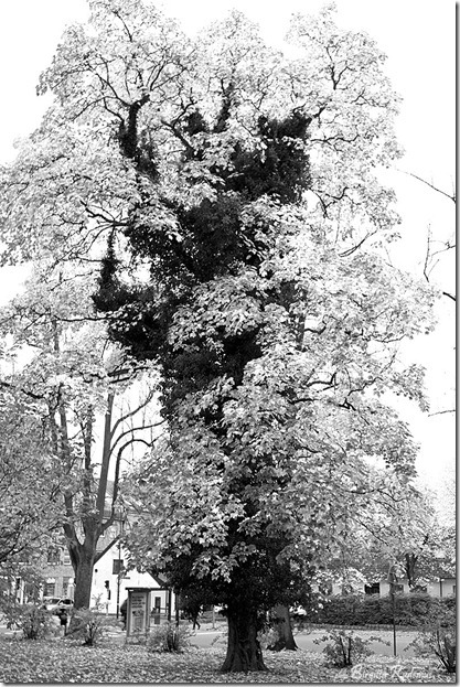 bw_20121023_killing11 bw_20121023_killing11