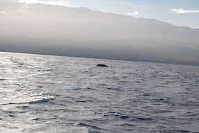 DSC_0832.JPG