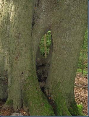 liebesbaum 001
