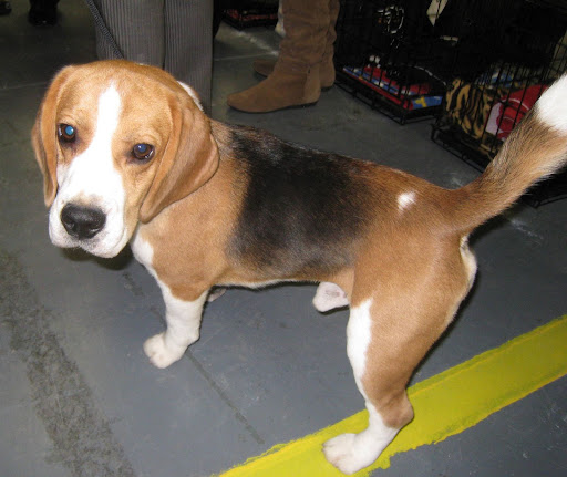 Beagle