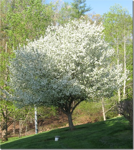 Big white dogwood