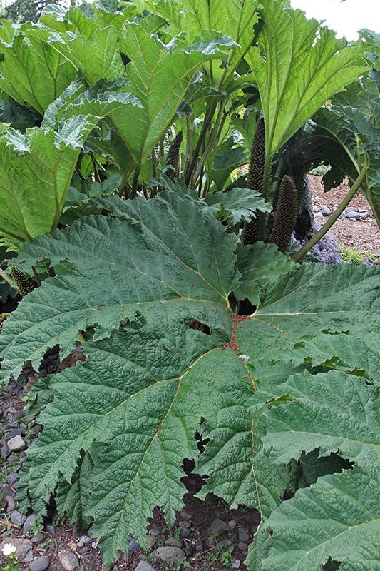 [110712_gunnera_brookings3.jpg]