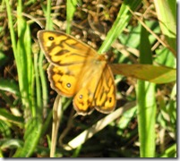 common brown butterfly