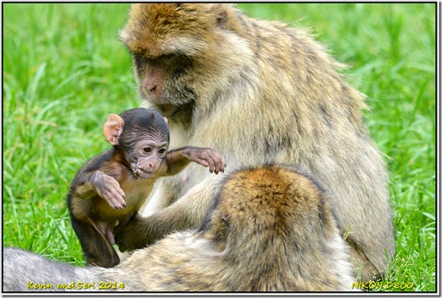 Trentham Monkey Forest - Macaques