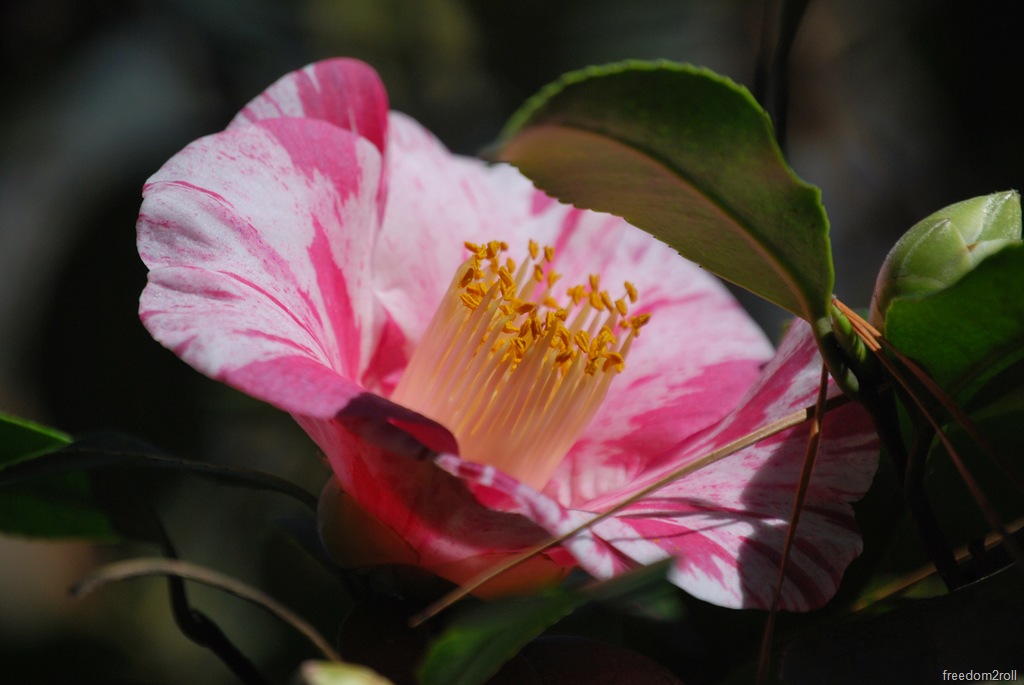 [DSC_58467.jpg]