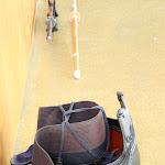 IMG_5288.jpg