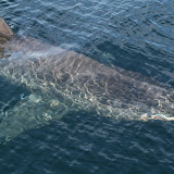 Basking shark