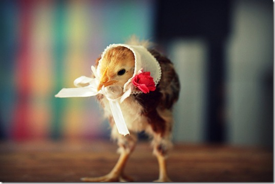 chick-in-hats-8