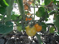 DSCF0963.JPG