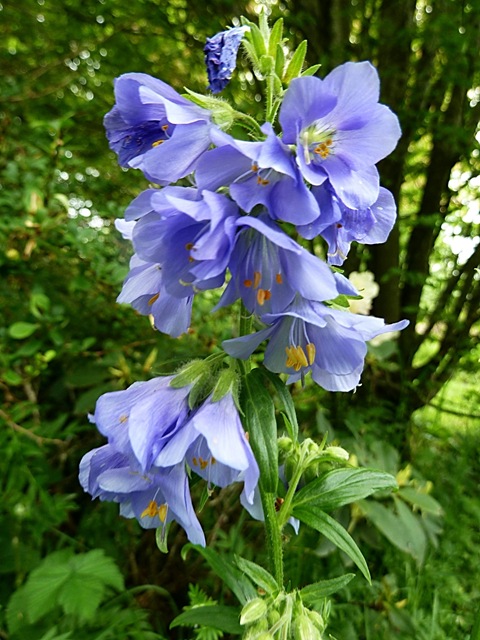 [blueflowers5.jpg]