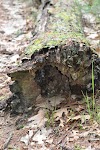 DSC_0028.JPG