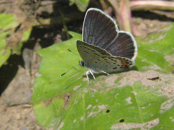 Plebejus subsolanus EVERSMANN, 1851. Aurovka, au sud d'Anutchino (Primorskij Kraj, Russie), 1er juillet 2011. Photo : G. Charet