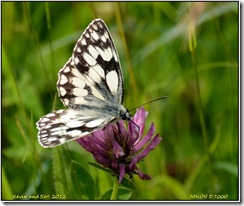 Draycote Meadows D7000  17-07-2012 11-06-16