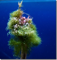 aquarium4