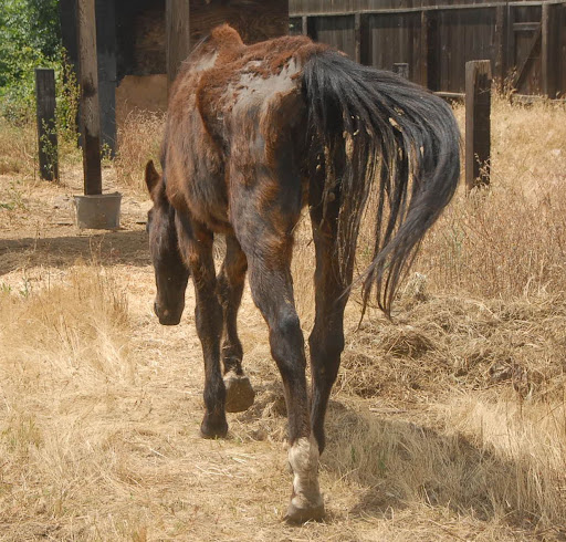 In May of 2009, Tawnee received a call about an emaciated horse  a woman had discovered living on a property in central California.