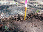 When implemented correctly, prescribed fire has no negative impacts to the soil.