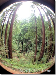 SueReno_MuirWoods_tall SueReno_MuirWoods_tall