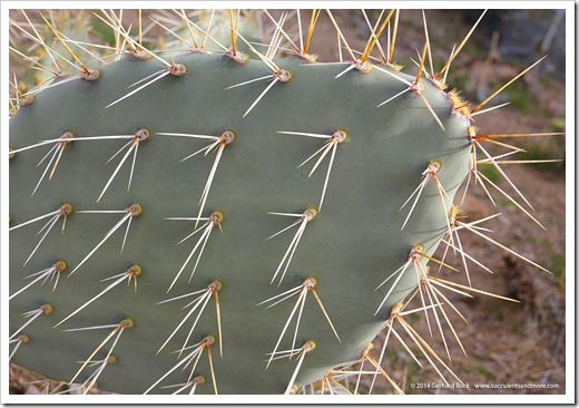 110221_opuntia_closeup