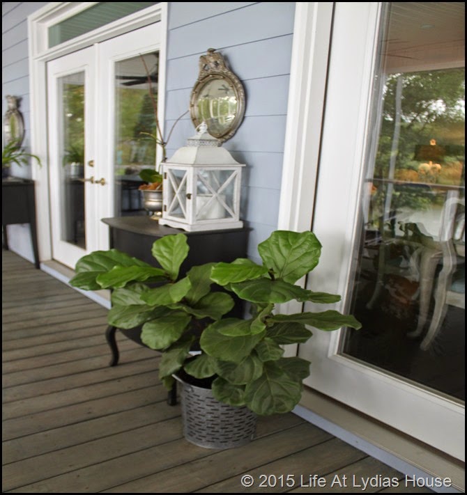 fig tree on porch in summer b