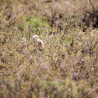 IMG_6455-MOTION.gif